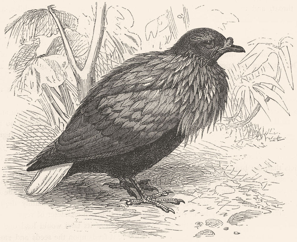 BIRDS. Gallinaceous Quail Pigeon. Hackled Ground c1870 old antique print